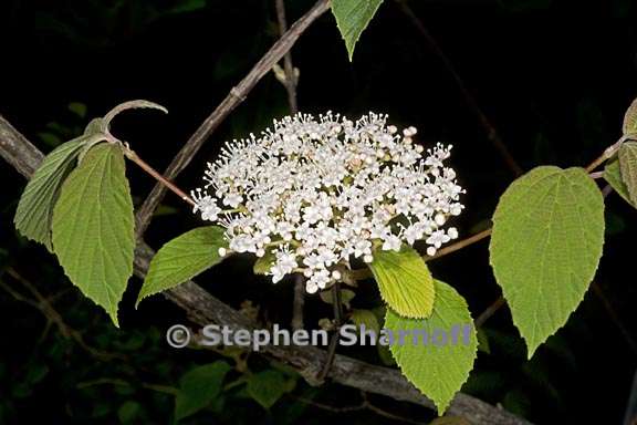 viburnum huphense ssp huphense 1 graphic